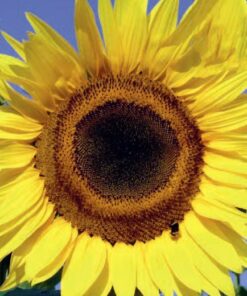 Sunflower Giant Single