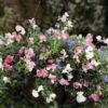 Sweet Pea Dwar Cupid