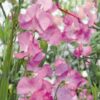 Sweet Pea Royal Pink