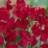 Sweet Pea Royal Red