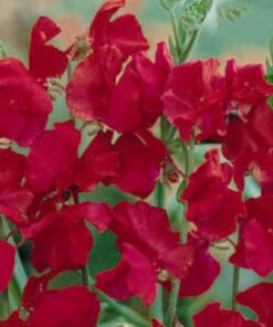 Sweet Pea Royal Red