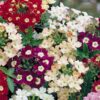 Verbena Ideal Florist