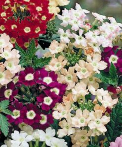 Verbena Ideal Florist