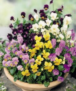 Viola Bambini