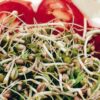spicy salad sprouting mixed