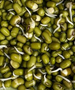 Mung Beans sprouting