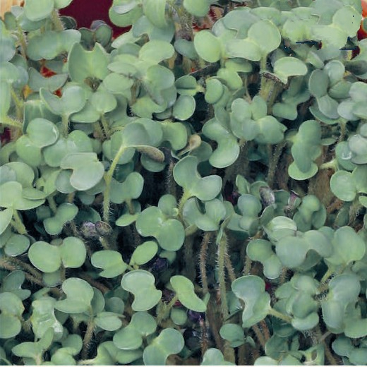 White mustard