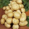 navan seed potatoes