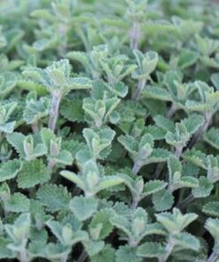 Nepeta