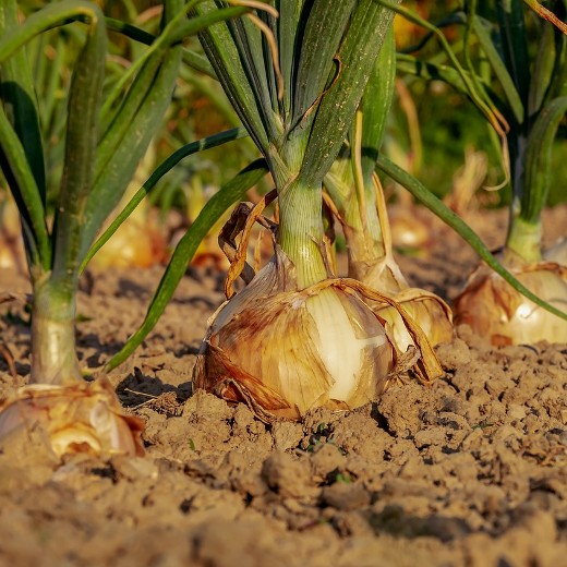 Onion Ailsa Craig Seeds - Traditional Heritage Variety - Image 4