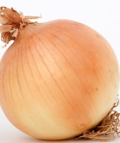 Alternative view of Onion Ailsa Craig Seeds - Traditional Heritage Variety