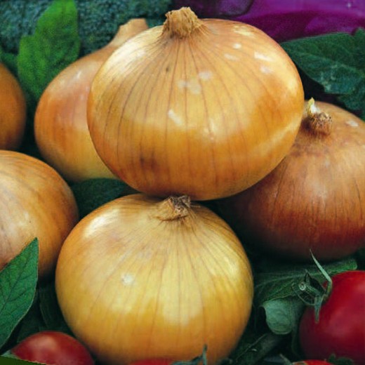 Onion Ailsa Craig