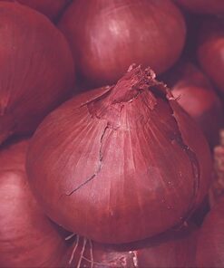 Onion Red Brunswick