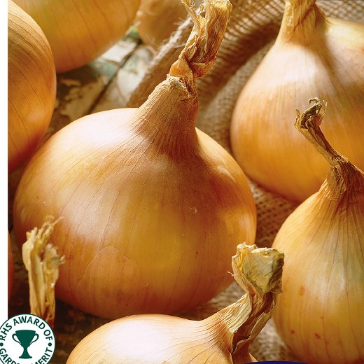 Centurion onion sets