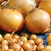 Onion Stuttgarter