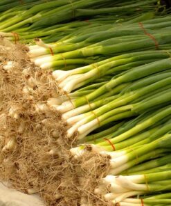 Spring Onion