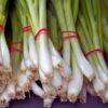 Onion White Lisbon