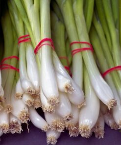 Onion White Lisbon
