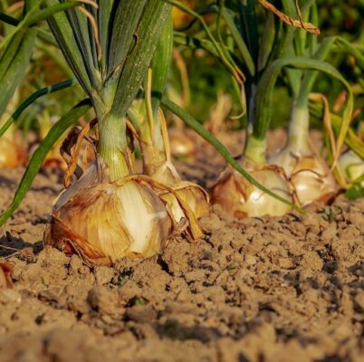 Growing Onions