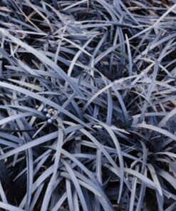 Ophiopogon