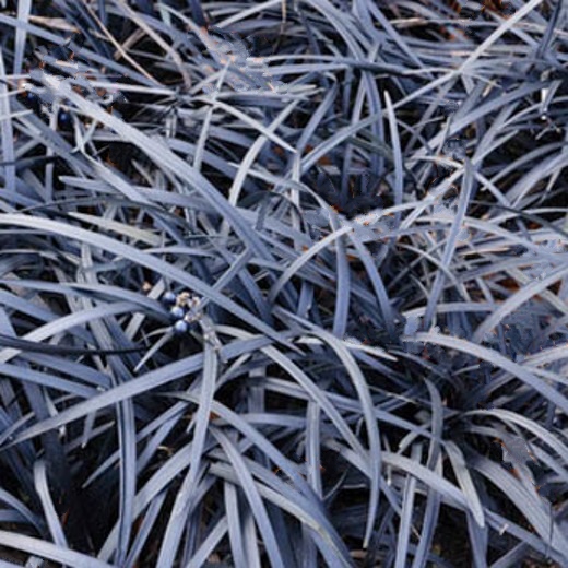 Ophiopogon