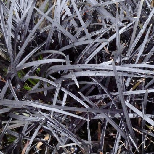 Ophiopogon nigrescens. Black Dragon - Image 2