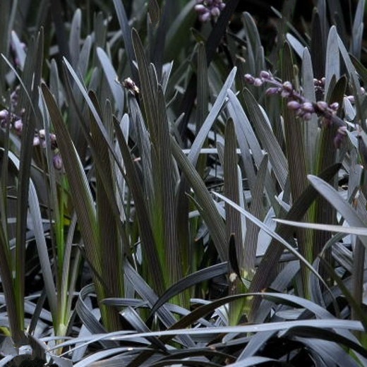 Ophiopogon nigrescens. Black Dragon - Image 3