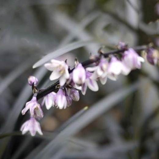 Ophiopogon nigrescens. Black Dragon - Image 4