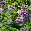Oregano