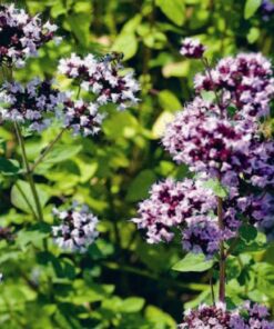 Oregano