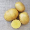 Oscar Seed Potatoes