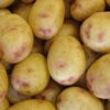 Osprey seed potatoes