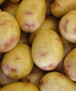 Osprey seed potatoes