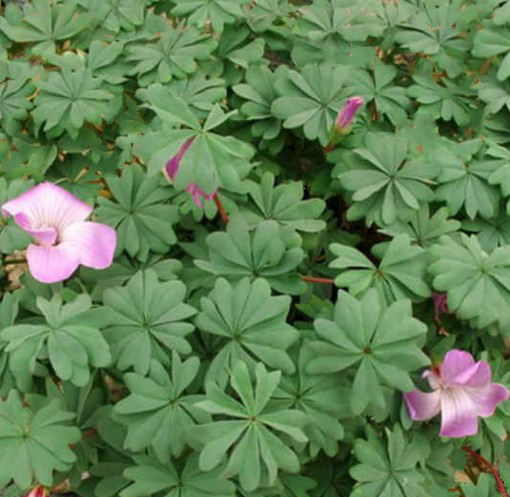 Oxalis adenophylla