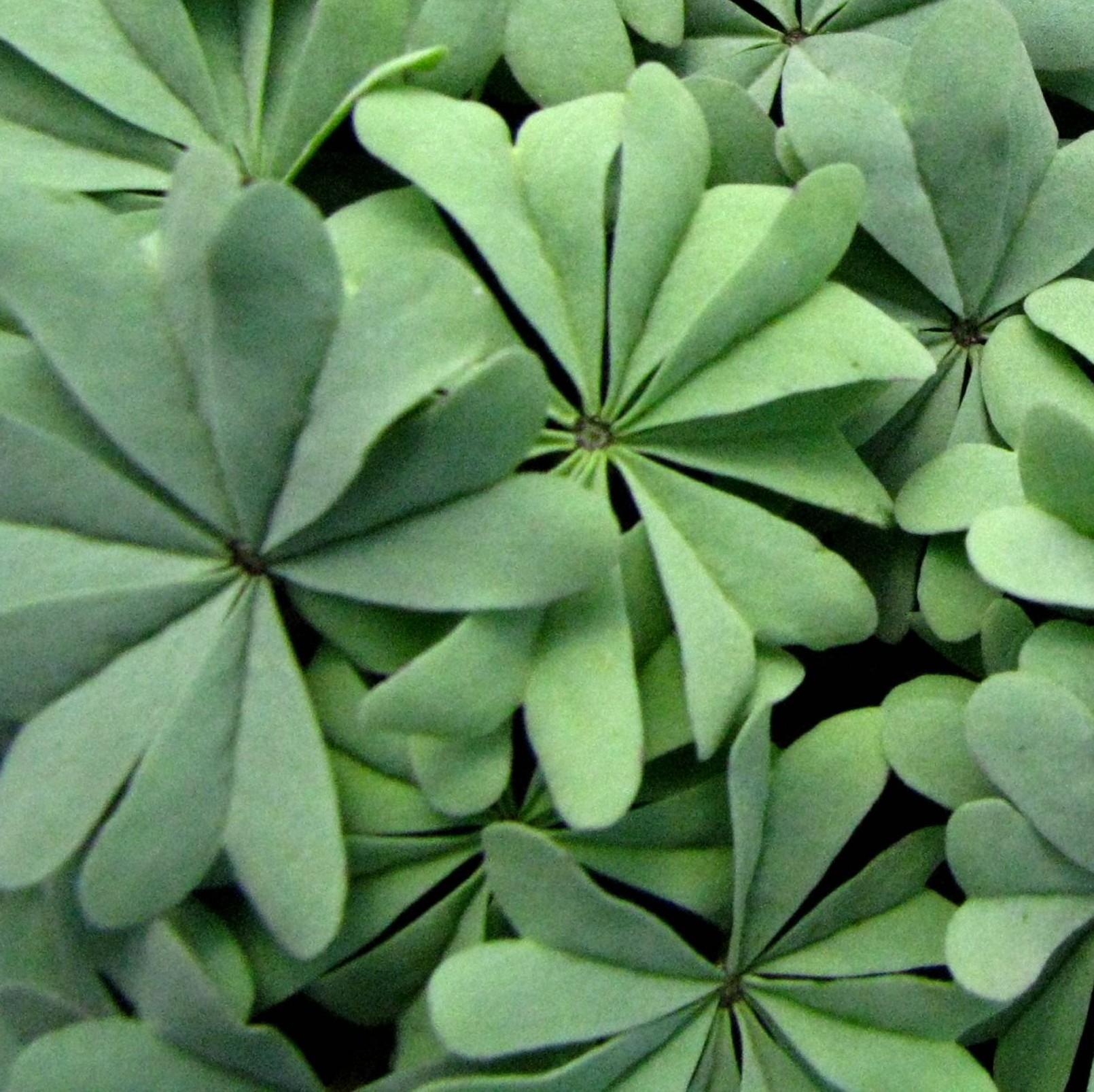 OXALIS adenophylla or Silver Shamrock. - Image 2