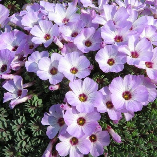 OXALIS adenophylla or Silver Shamrock. - Image 4