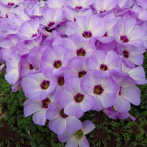 OXALIS adenophylla or Silver Shamrock. - Image 3