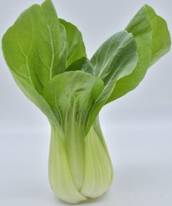 Alternative view of Pak Choi White Stemmed. Easy to Grow Chinese Cabbage