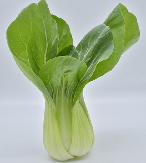 Pak Choi White Stemmed. Easy to Grow Chinese Cabbage - Image 2
