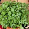 Plain Leaf Parsley
