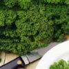 Moss Curled Parsley