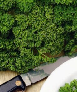 Moss Curled Parsley