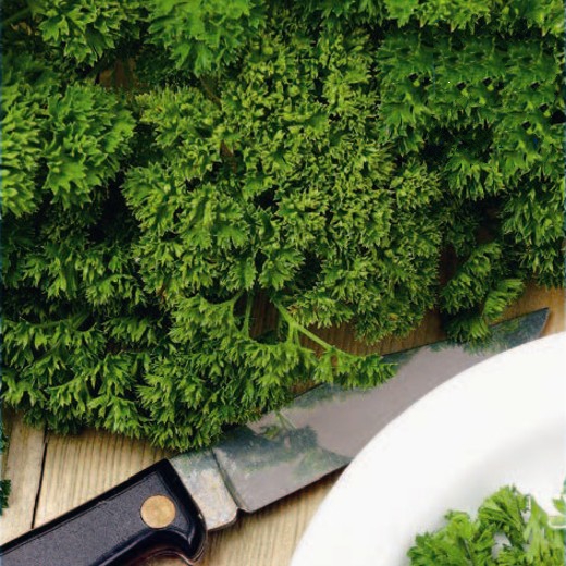 Moss Curled Parsley
