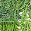 Pea Ceresa