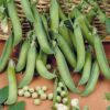 Pea Charmette