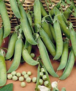 Pea Charmette
