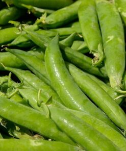 Pea