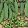 Pea Kelvedon Wonder