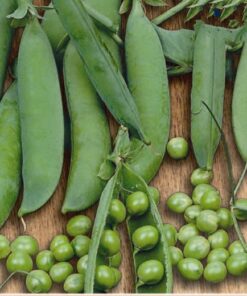 Pea Kelvedon Wonder