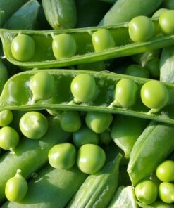 Alternative view of Pea Kelvedon Wonder – A Reliable and Delicious Garden Pea